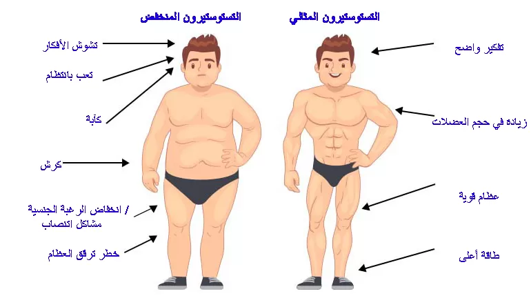 كيف يفيد هرمون التستوستيرون جسمك